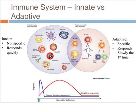 How to Identify Adaptive and Innate Immunity Using Labels